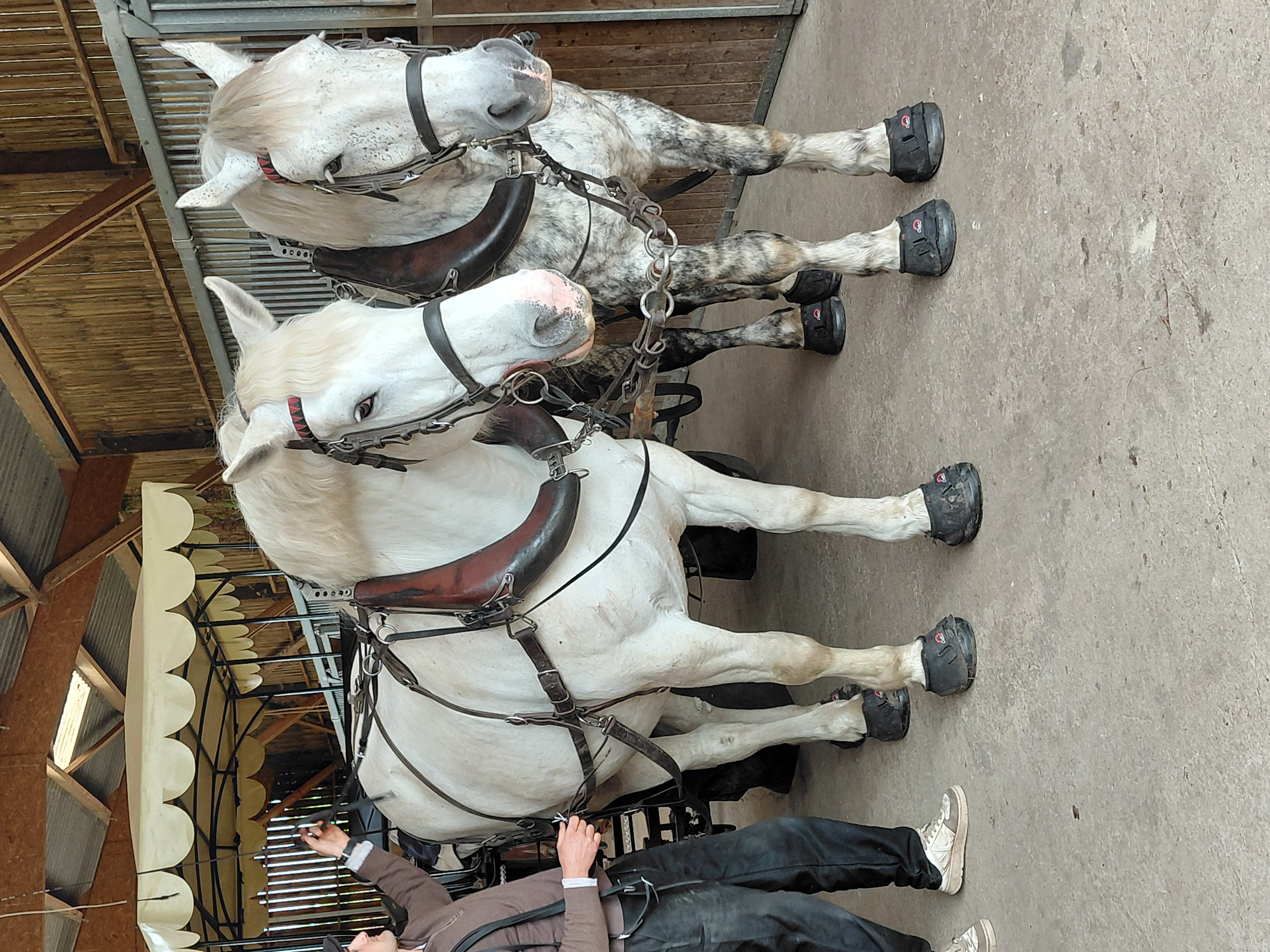 L'authentique cheval percheron