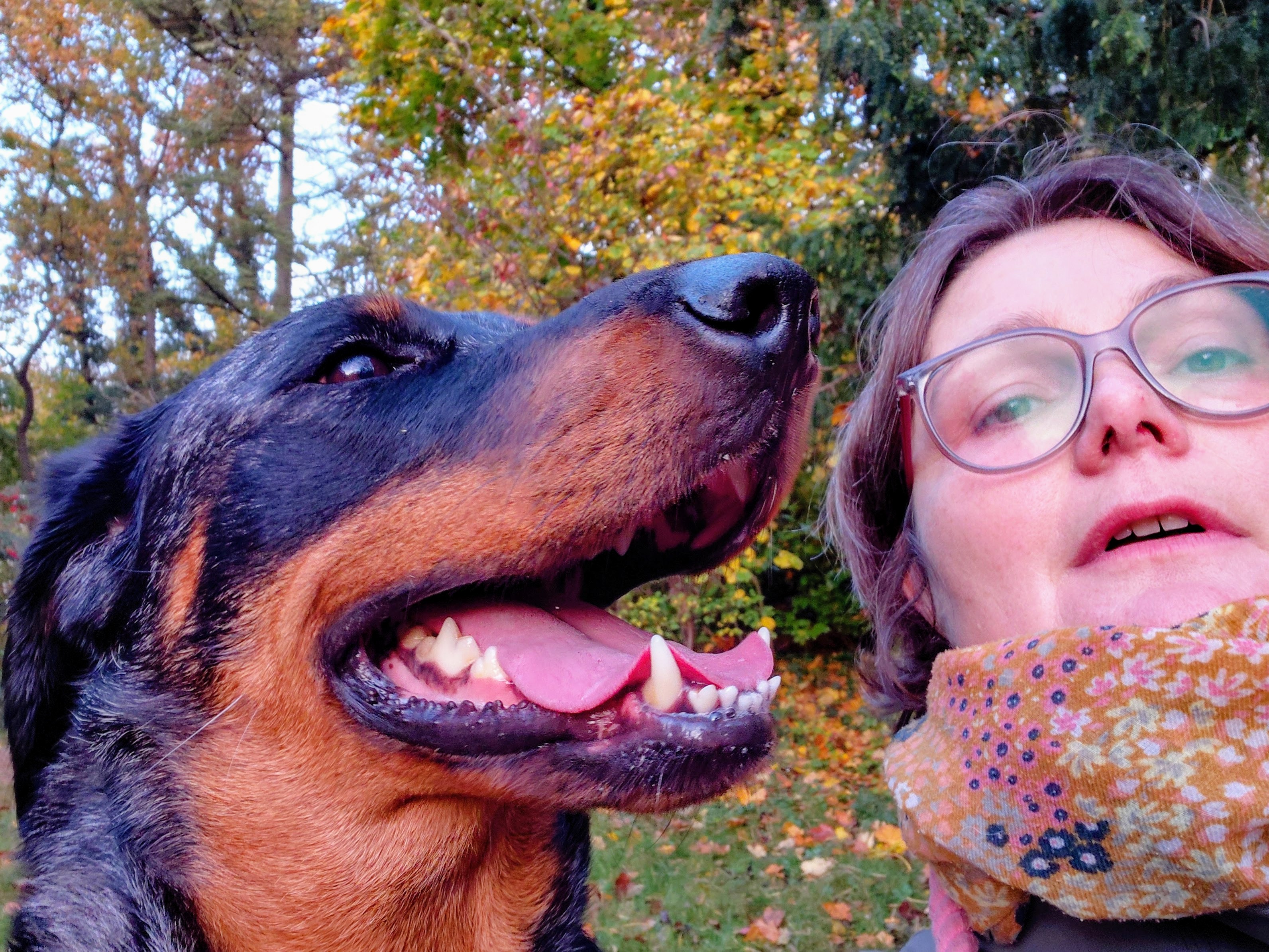 Chien au Clos de la Fuie — jardin entièrement clôturé dog friendly